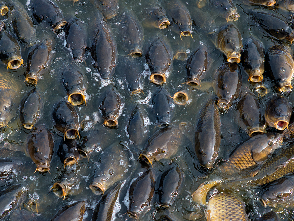 01 works-carp 01 works-carp