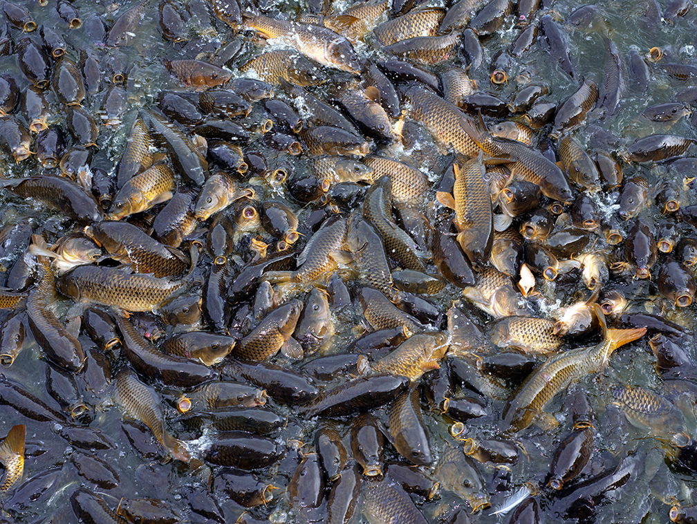 02-works-carp 02-works-carp