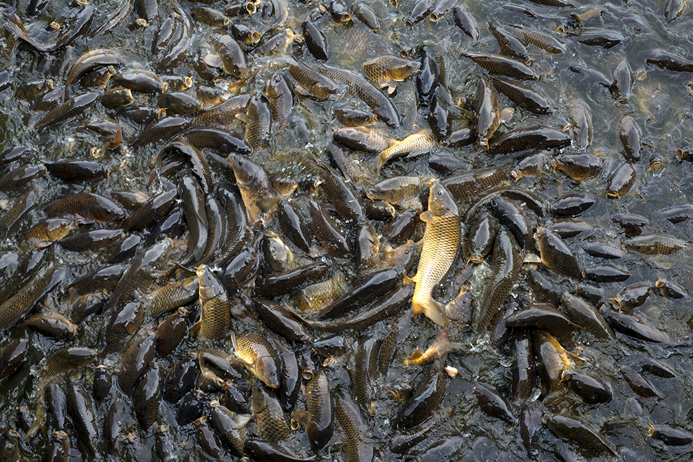 03-works-carp 03-works-carp