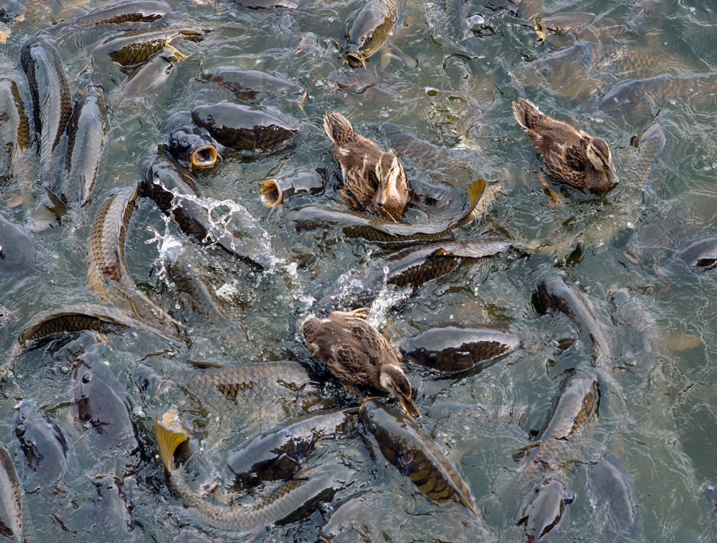 10-works-carp 10-works-carp