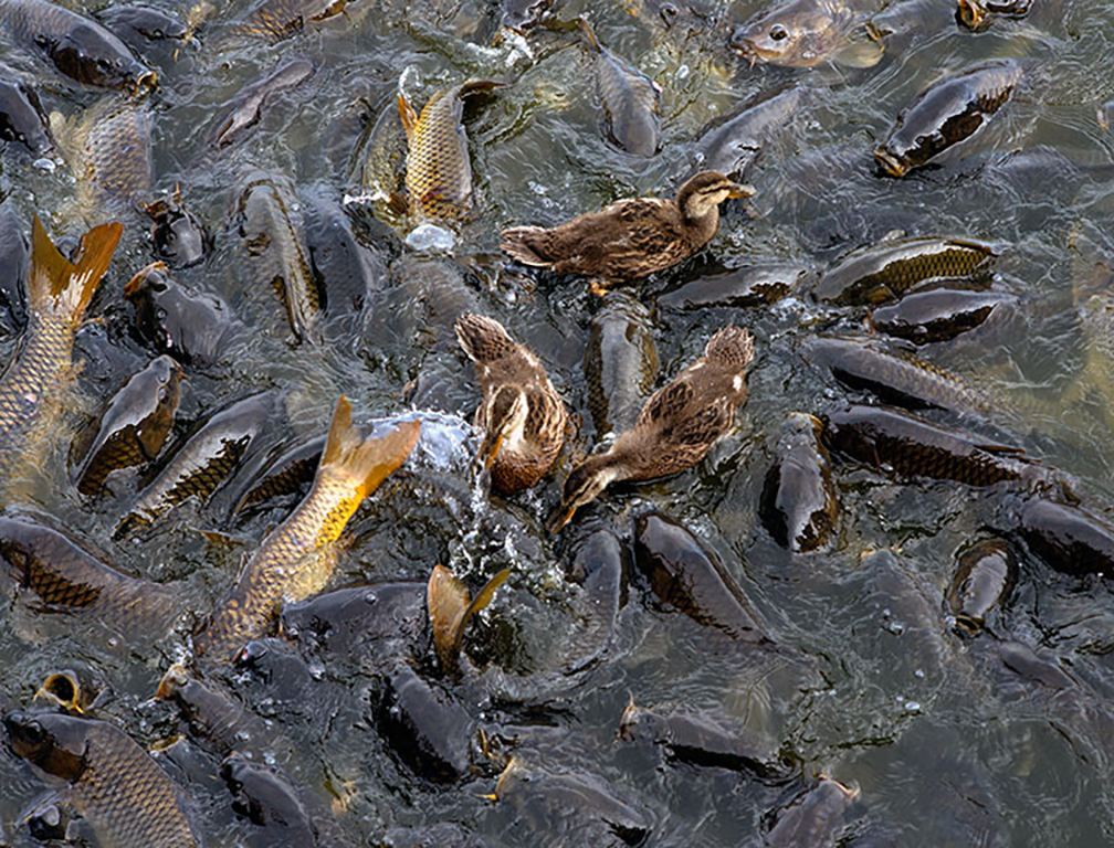 TOM SULLENS TOM SULLENS