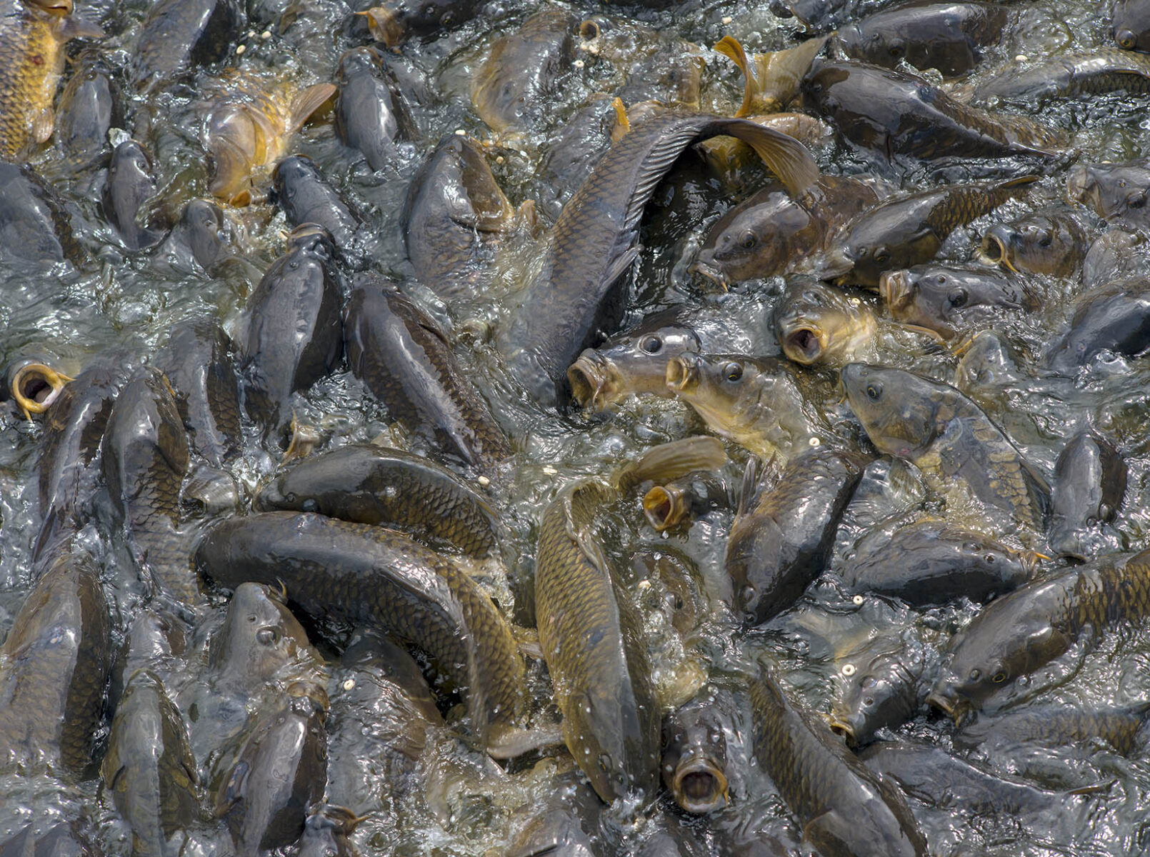 works-linesville spillway-15 works-linesville spillway-15