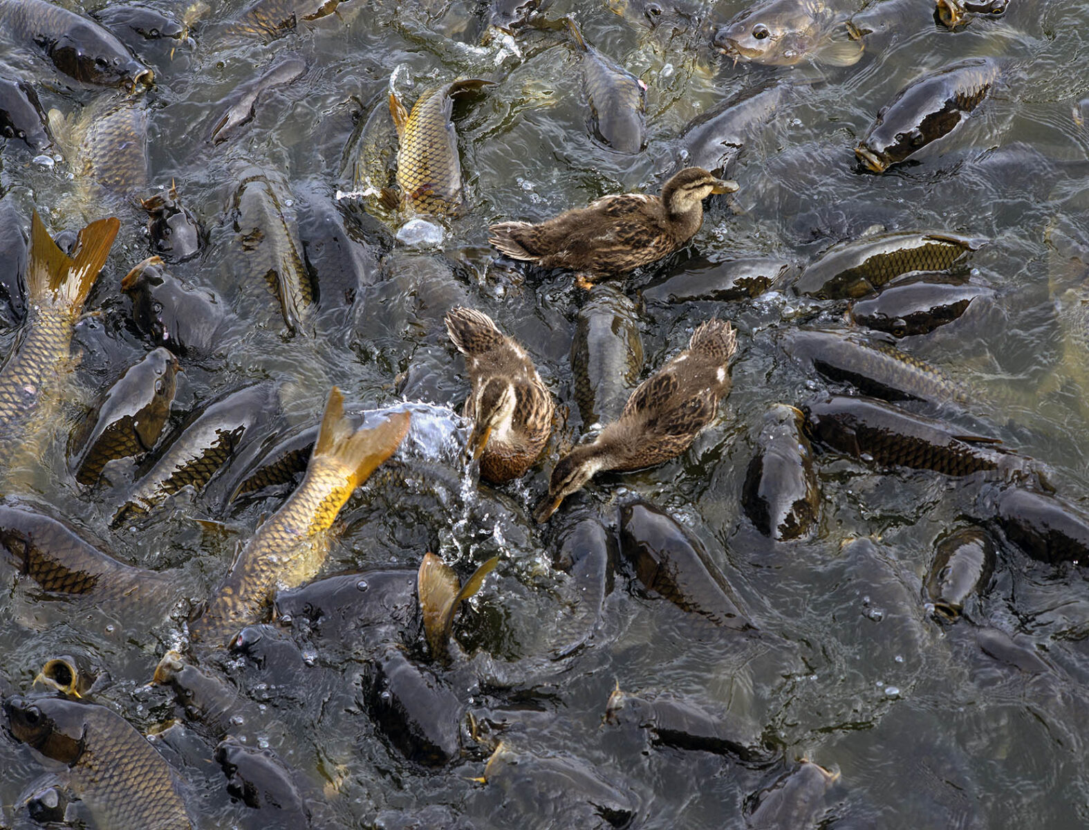 works-linesville spillway-21 works-linesville spillway-21