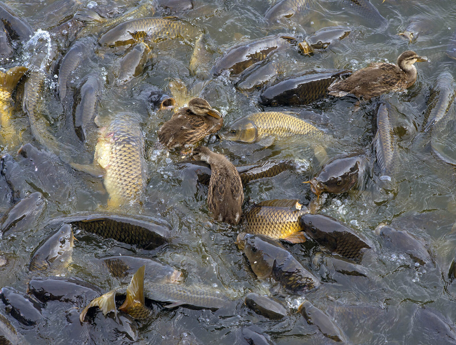 works-linesville spillway-22 works-linesville spillway-22