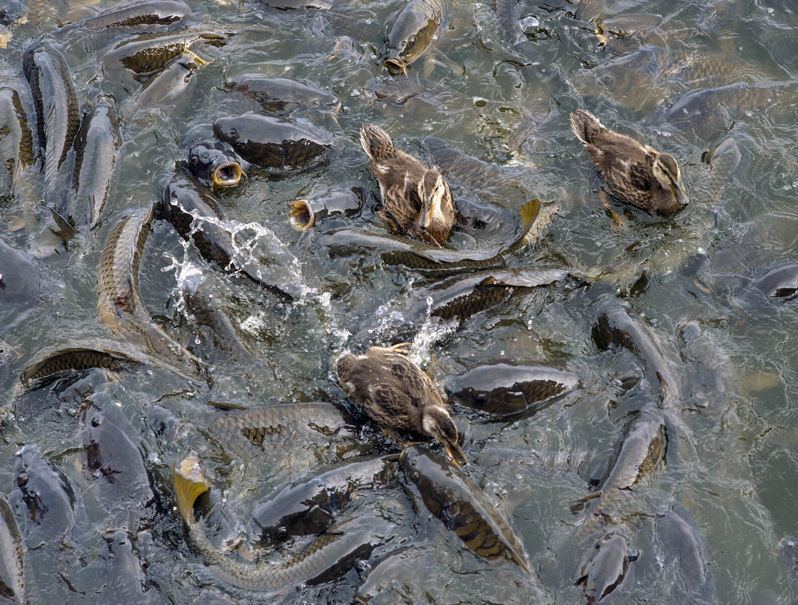 works-linesville spillway-23 works-linesville spillway-23