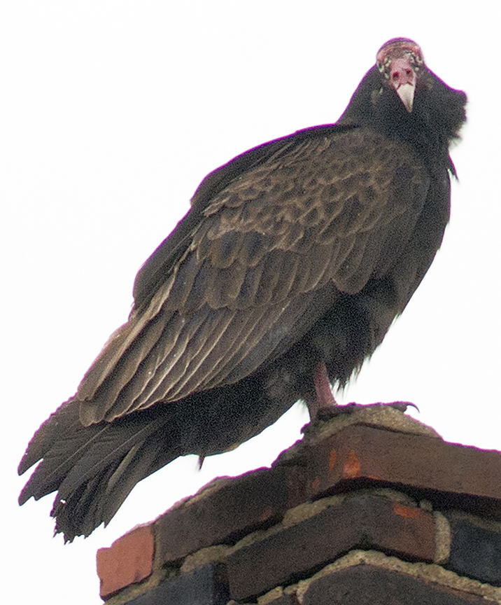National Bird of the Forgotten Triangle