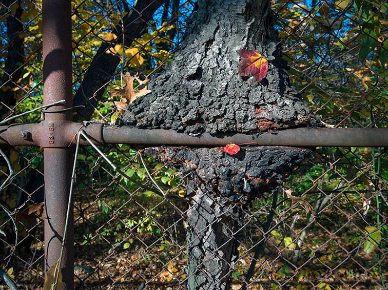 Steel Through a Tree