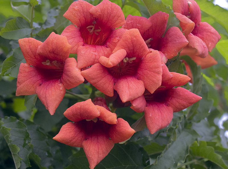 works-trumpet creeper-cover copy