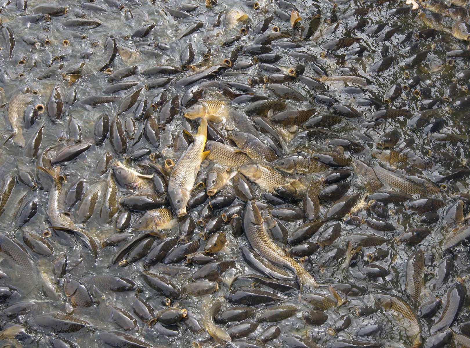 Carp, gather to eat white bread that is thrown to them by people at the Linville spillway in Pennsylvania