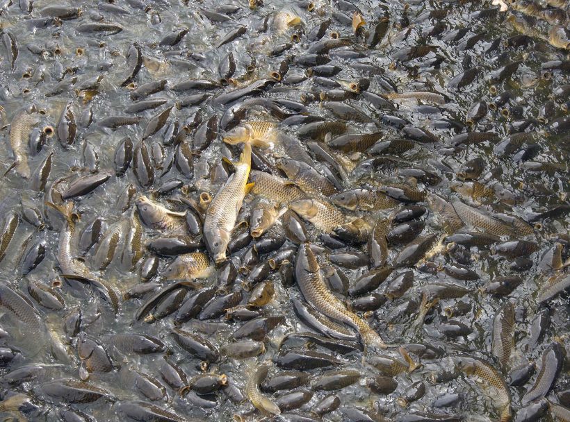 Carp, gather to eat white bread that is thrown to them by people at the Linville spillway in Pennsylvania