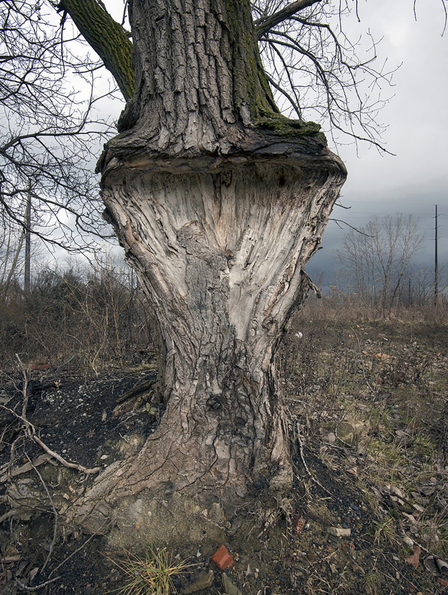 mutant tree grows in forgotten trinagle in Cleveland