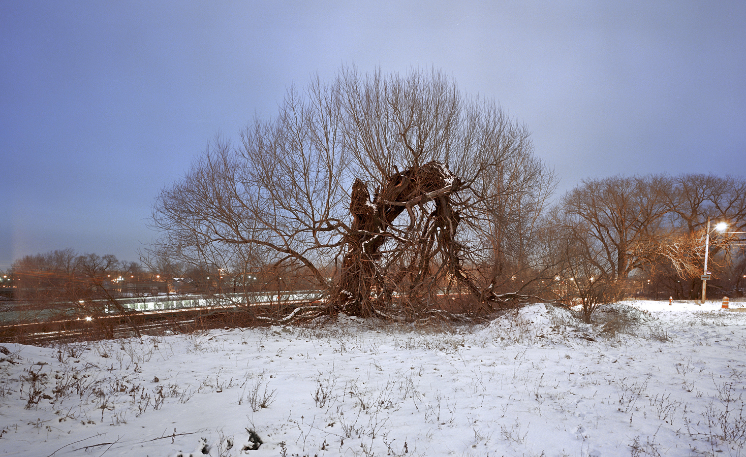 mutant tree grows in forgotten trinagle in Cleveland