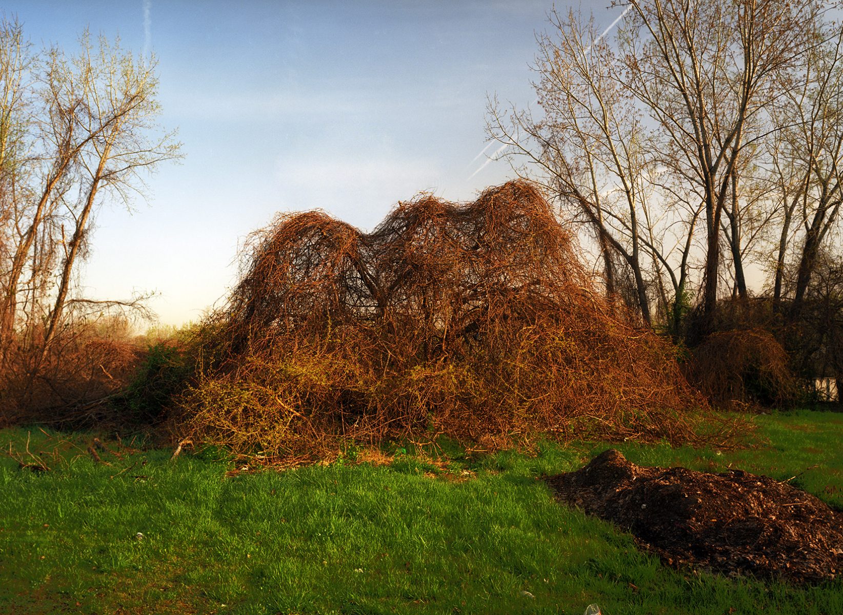 mutant tree grows in forgotten trinagle in Cleveland