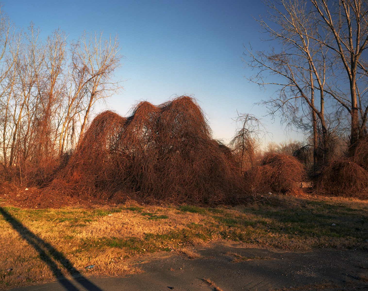 mutant tree grows in forgotten trinagle in Cleveland