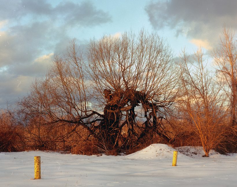 mutant tree grows in forgotten trinagle in Cleveland