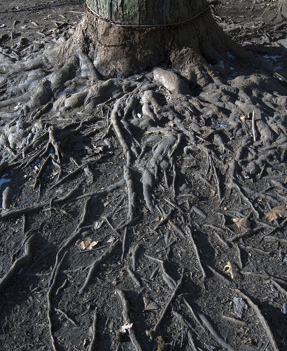 works-mutant-tree-roots-forgotten-triangle