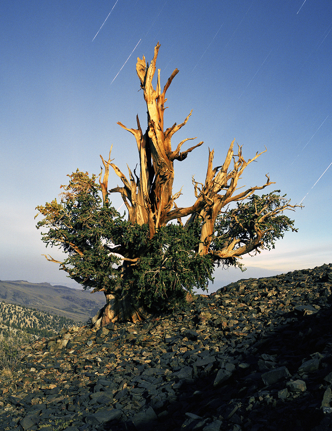 BRISTLECONE PINE, picture 11
