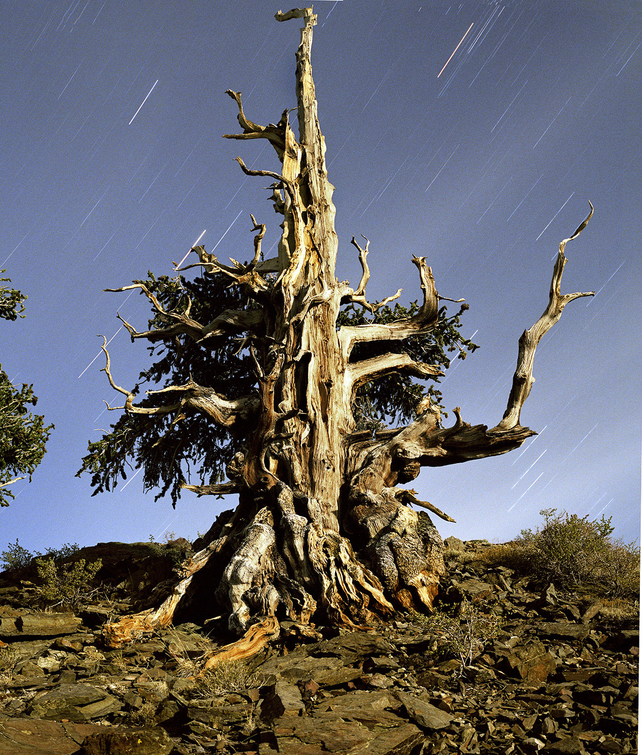BRISTLECONE PINE, picture 12