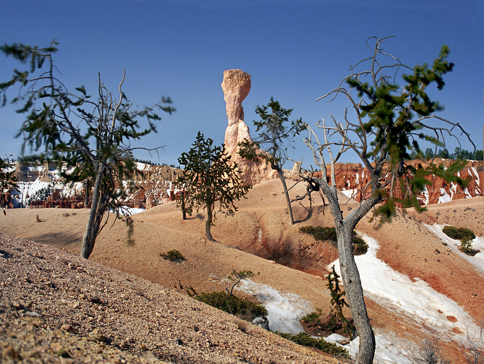 BRISTLECONE PINE, picture 13