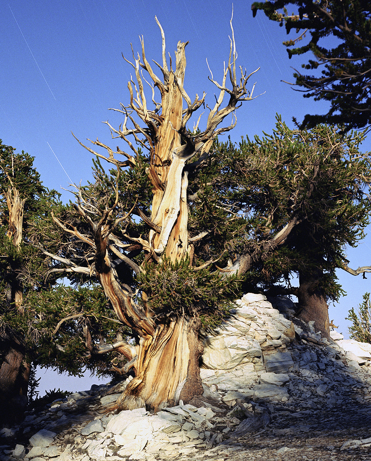 BRISTLECONE PINE, picture 14