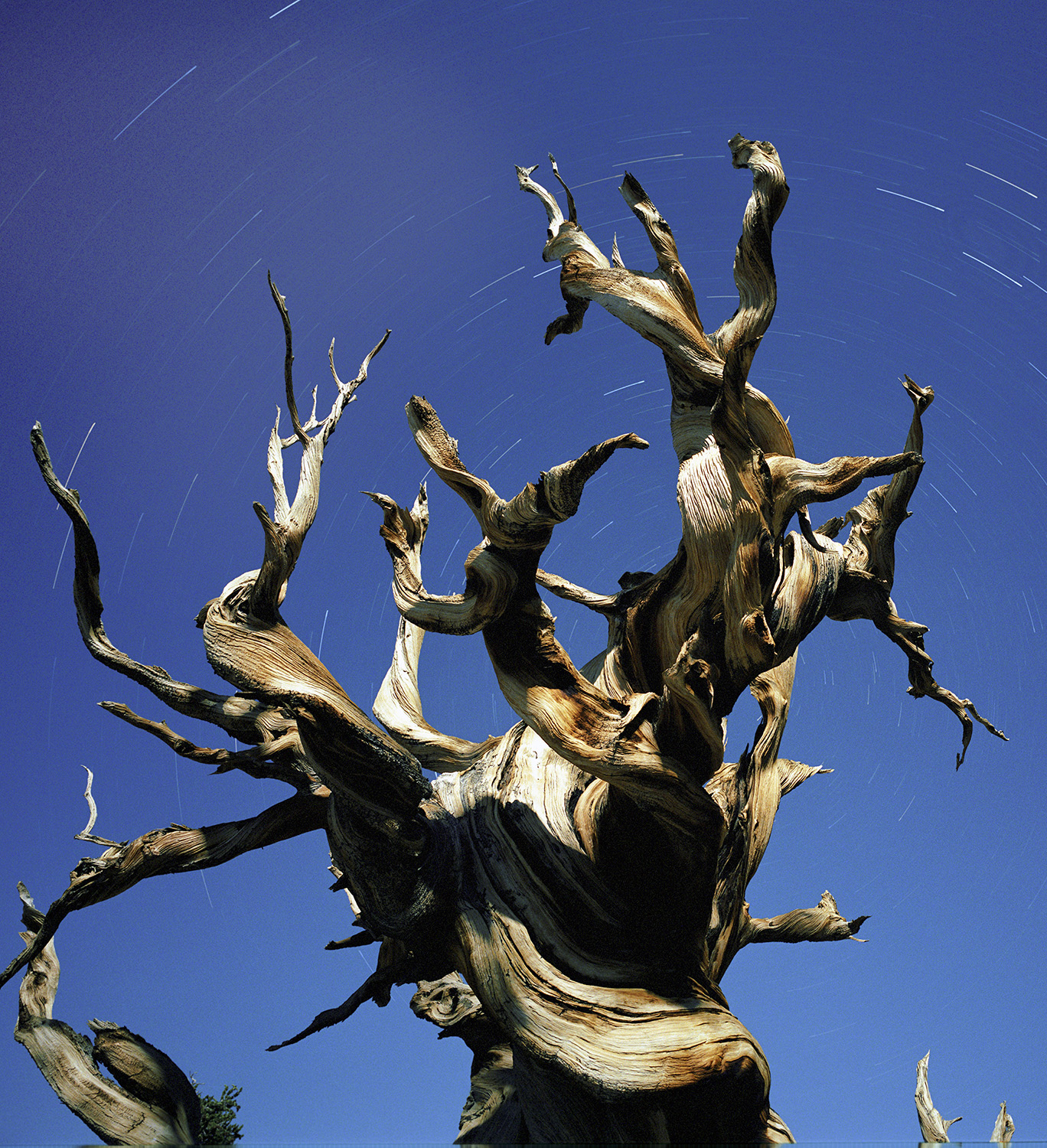 BRISTLECONE PINE, picture 15