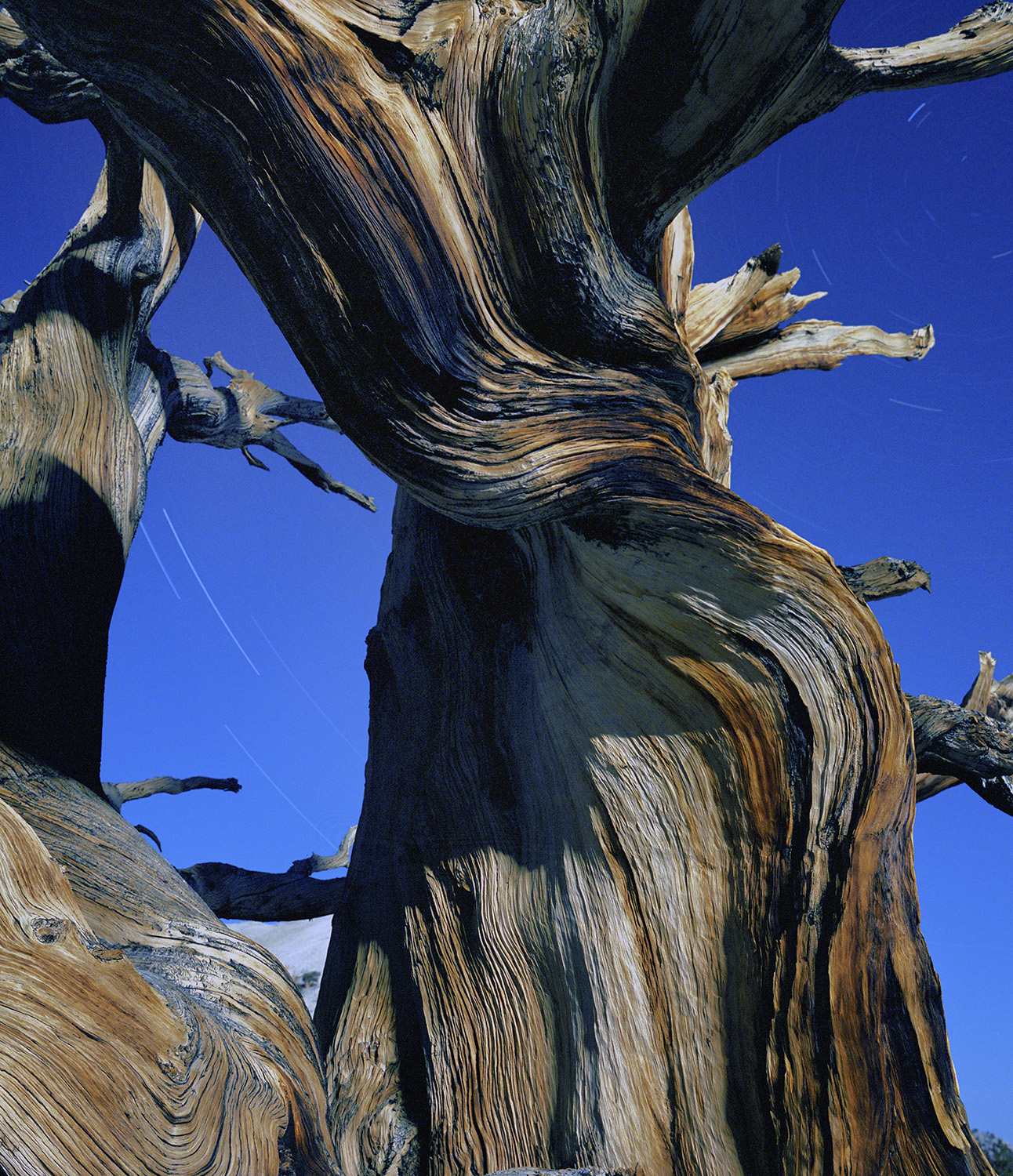 BRISTLECONE PINE, picture 16
