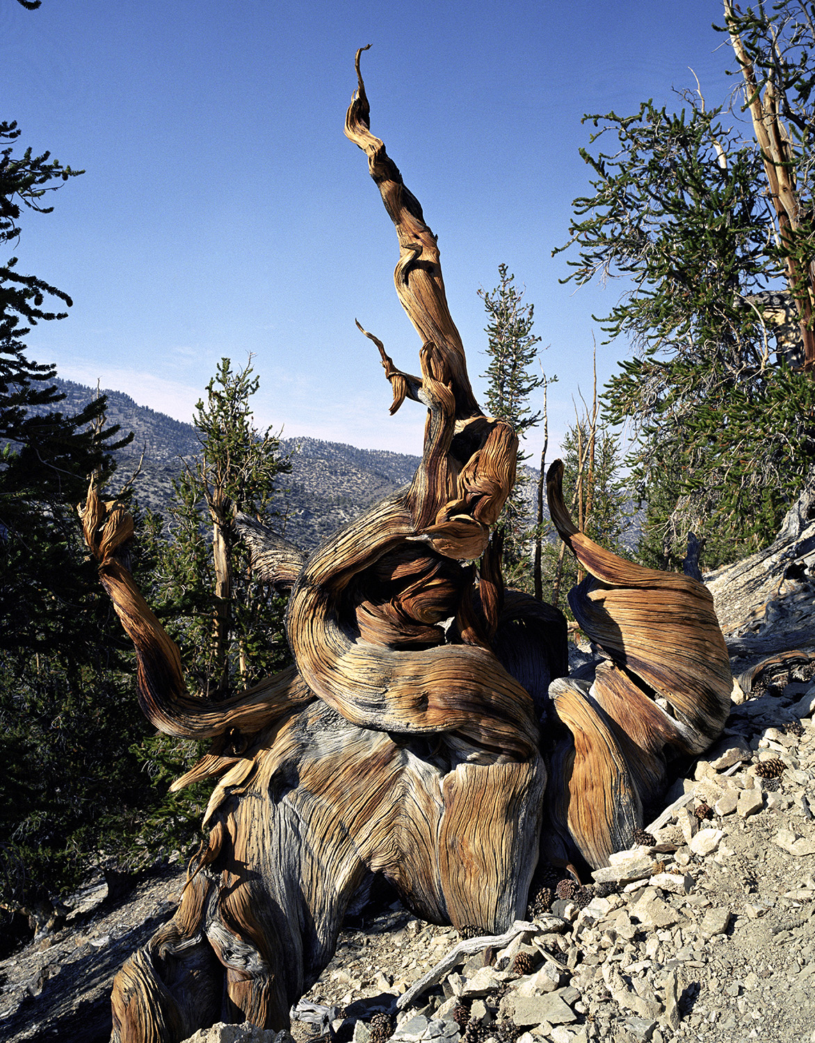 BRISTLECONE PINE, picture 17