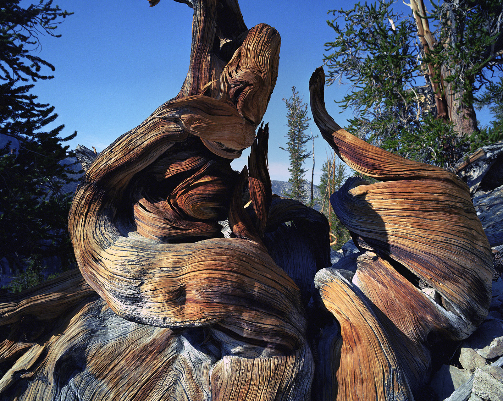 BRISTLECONE PINE, picture 18
