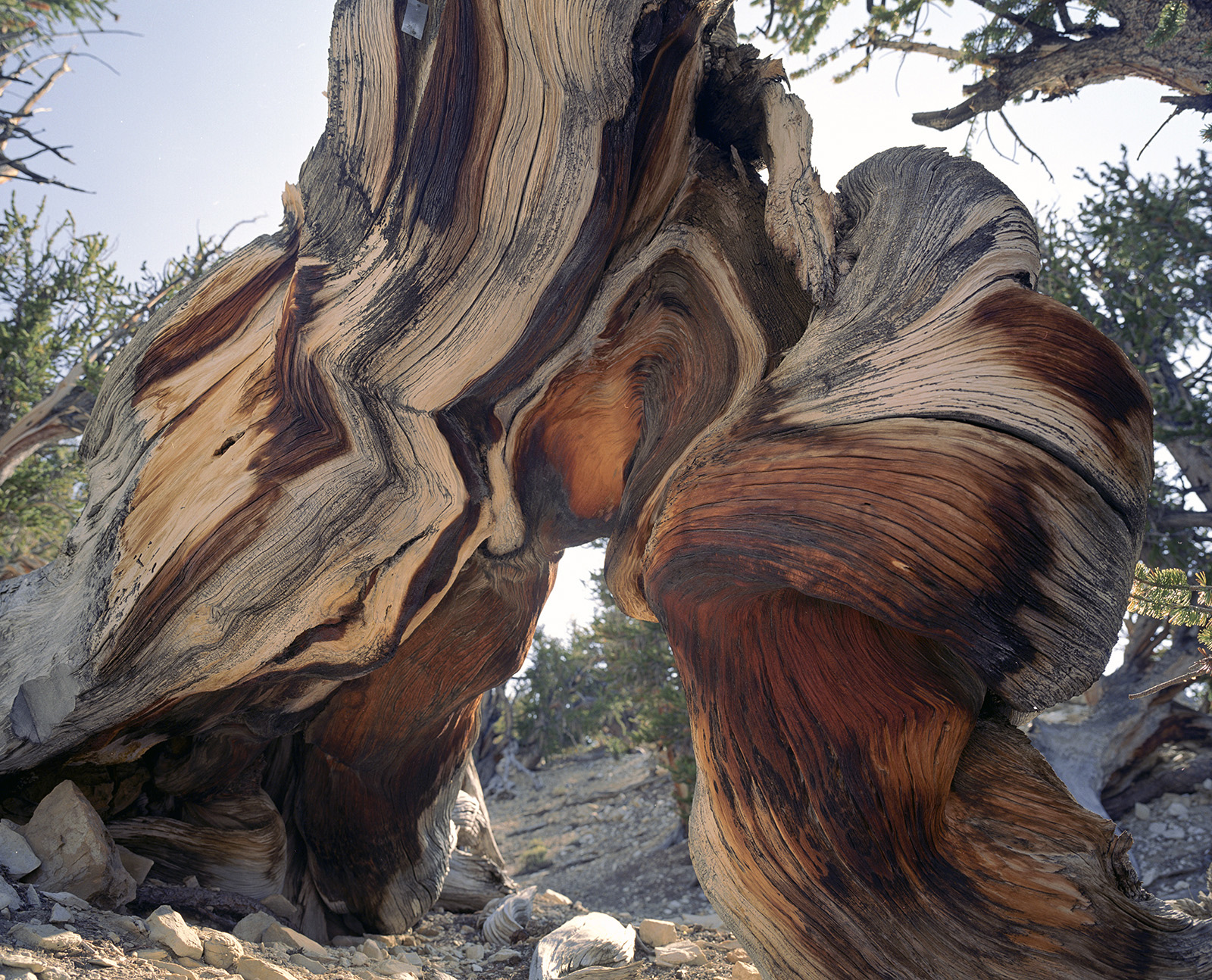 BRISTLECONE PINE, picture 19