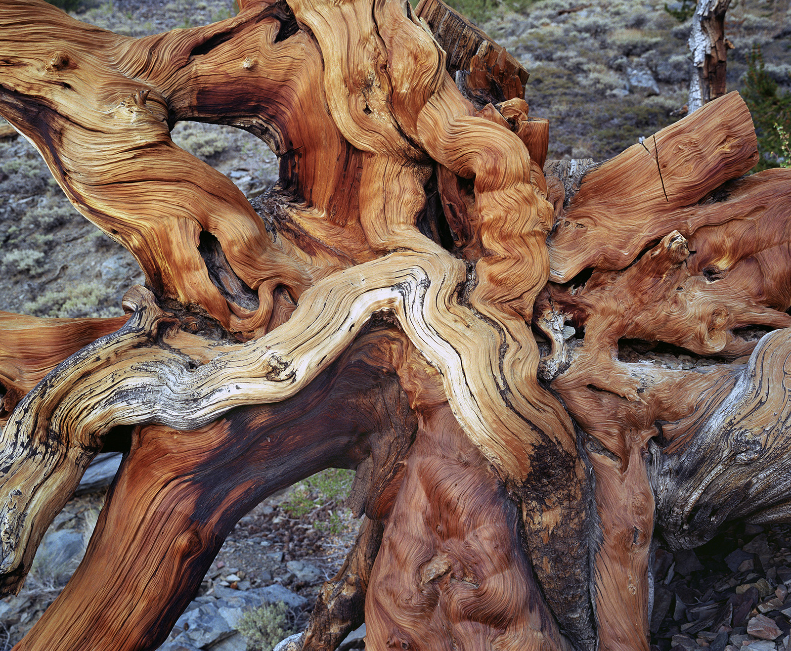 BRISTLECONE PINE, picture 20
