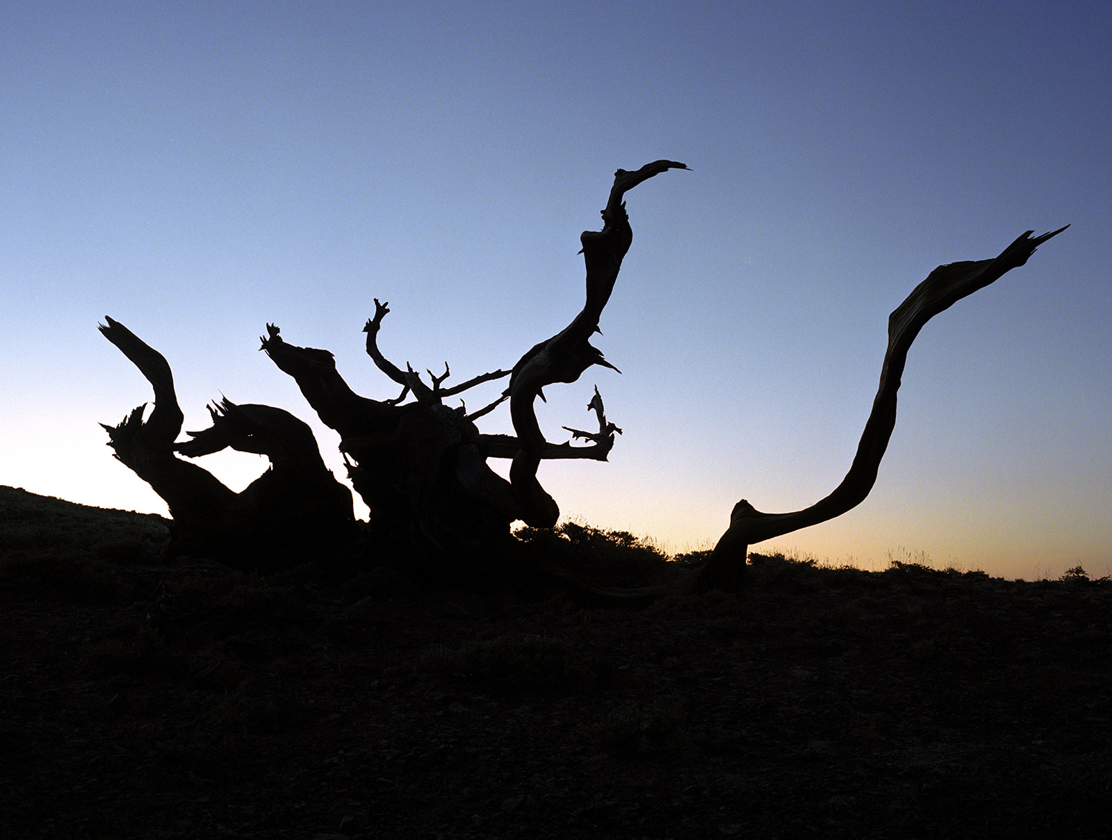 BRISTLECONE PINE, picture 21