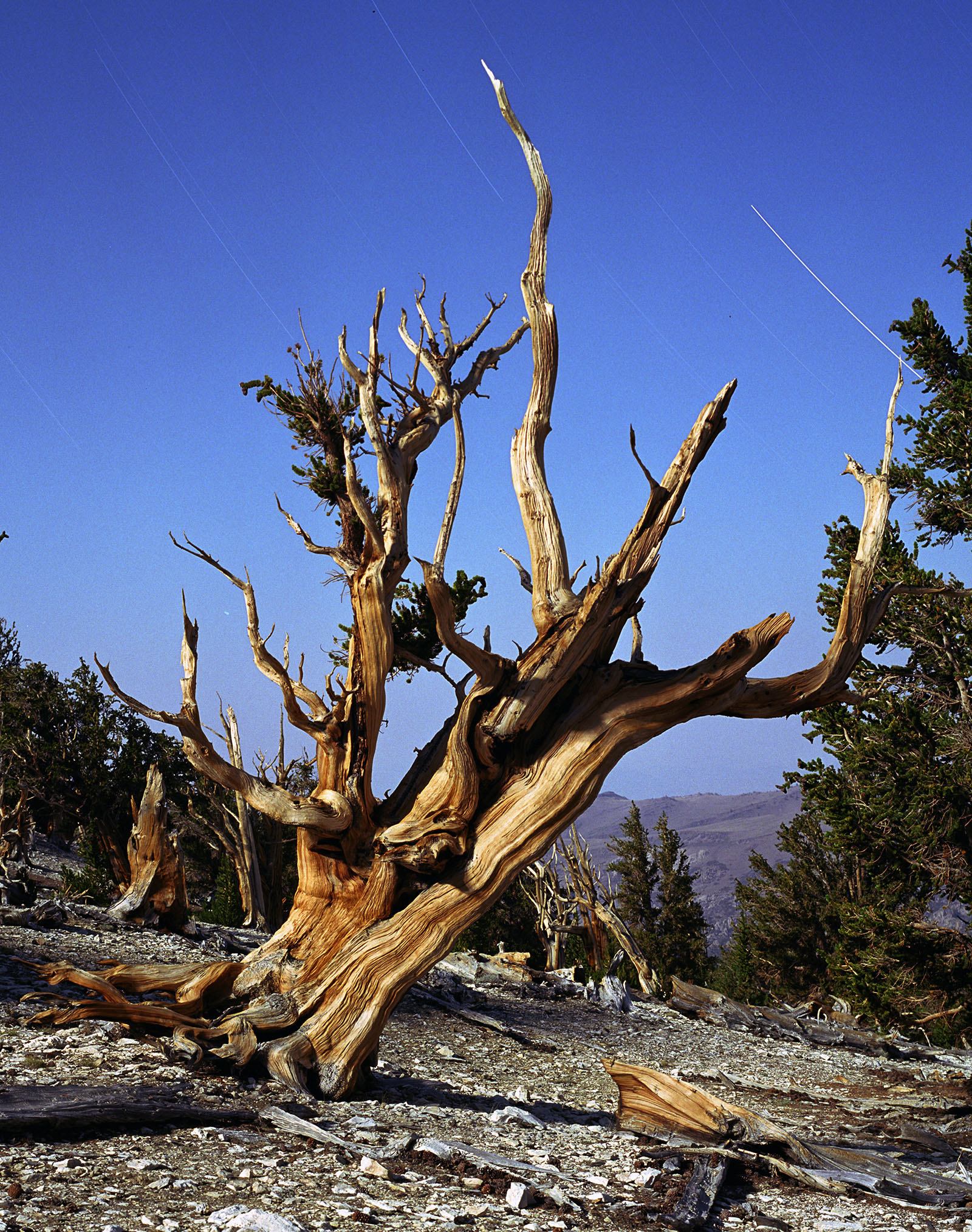 BRISTLECONE PINE, picture 22