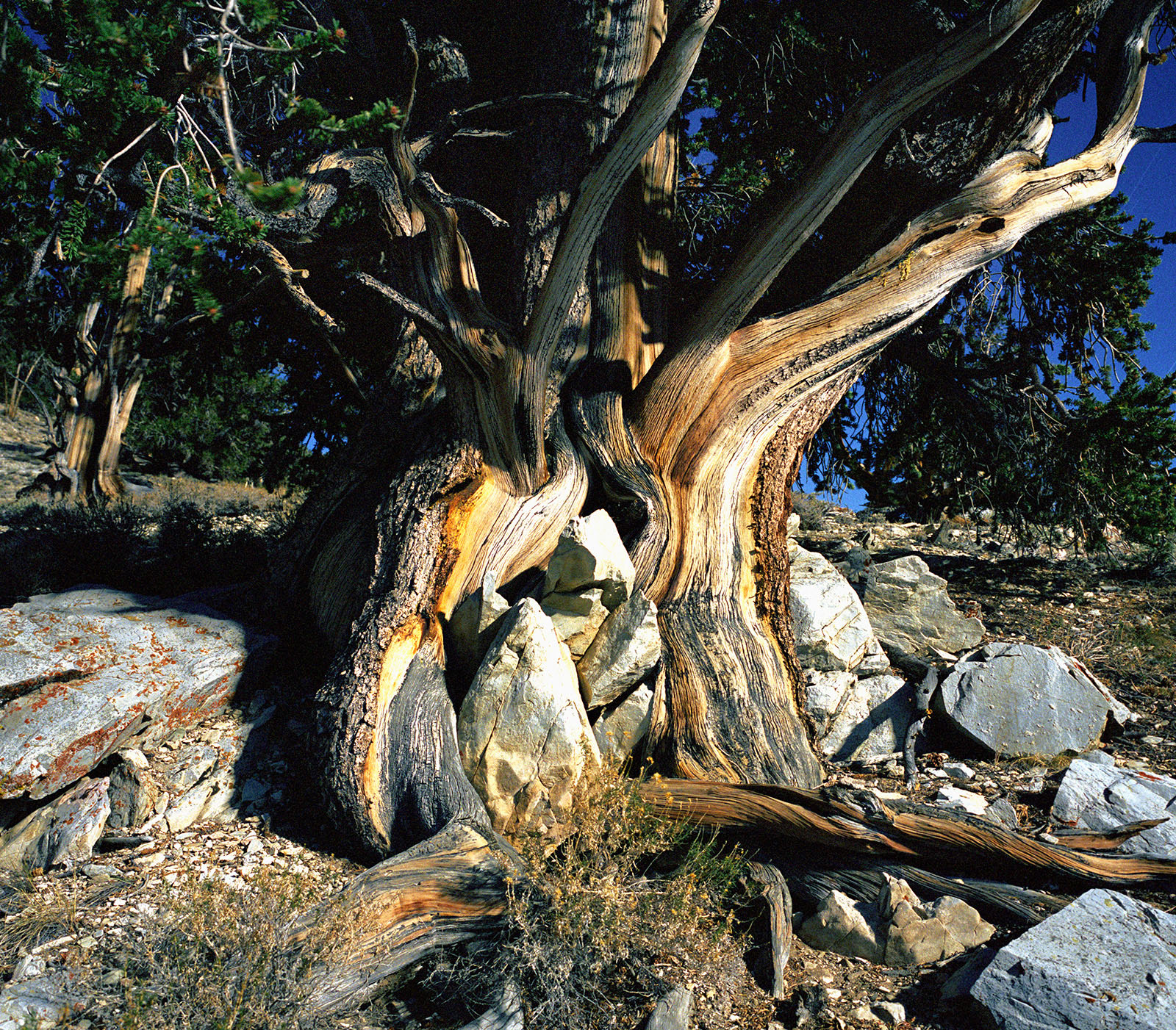 BRISTLECONE PINE, picture 23
