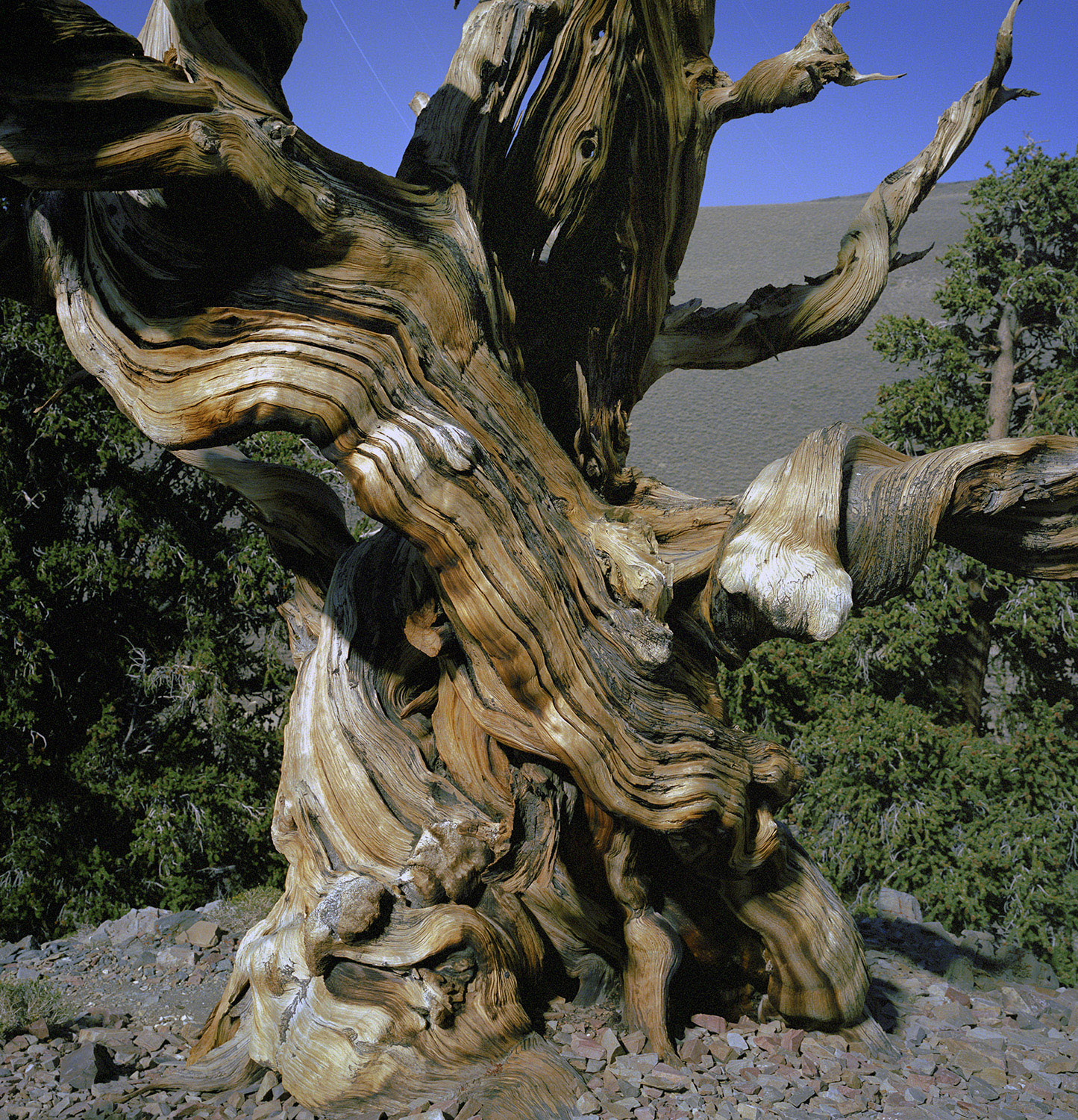 BRISTLECONE PINE, picture 24