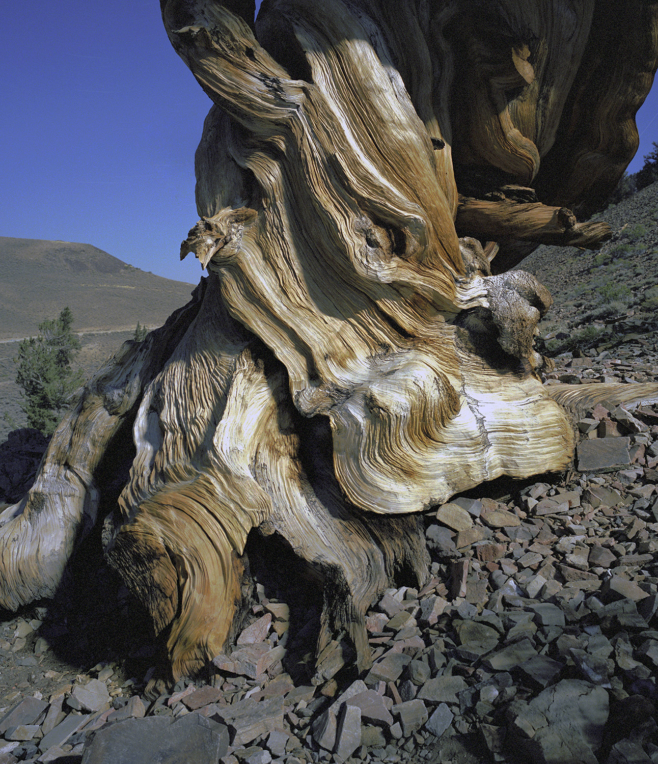 BRISTLECONE PINE, picture 25