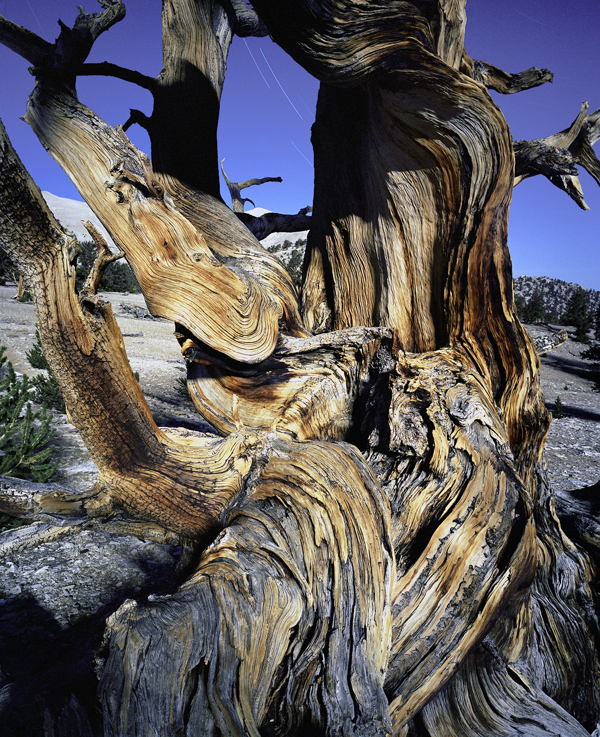 BRISTLECONE PINE, picture 26