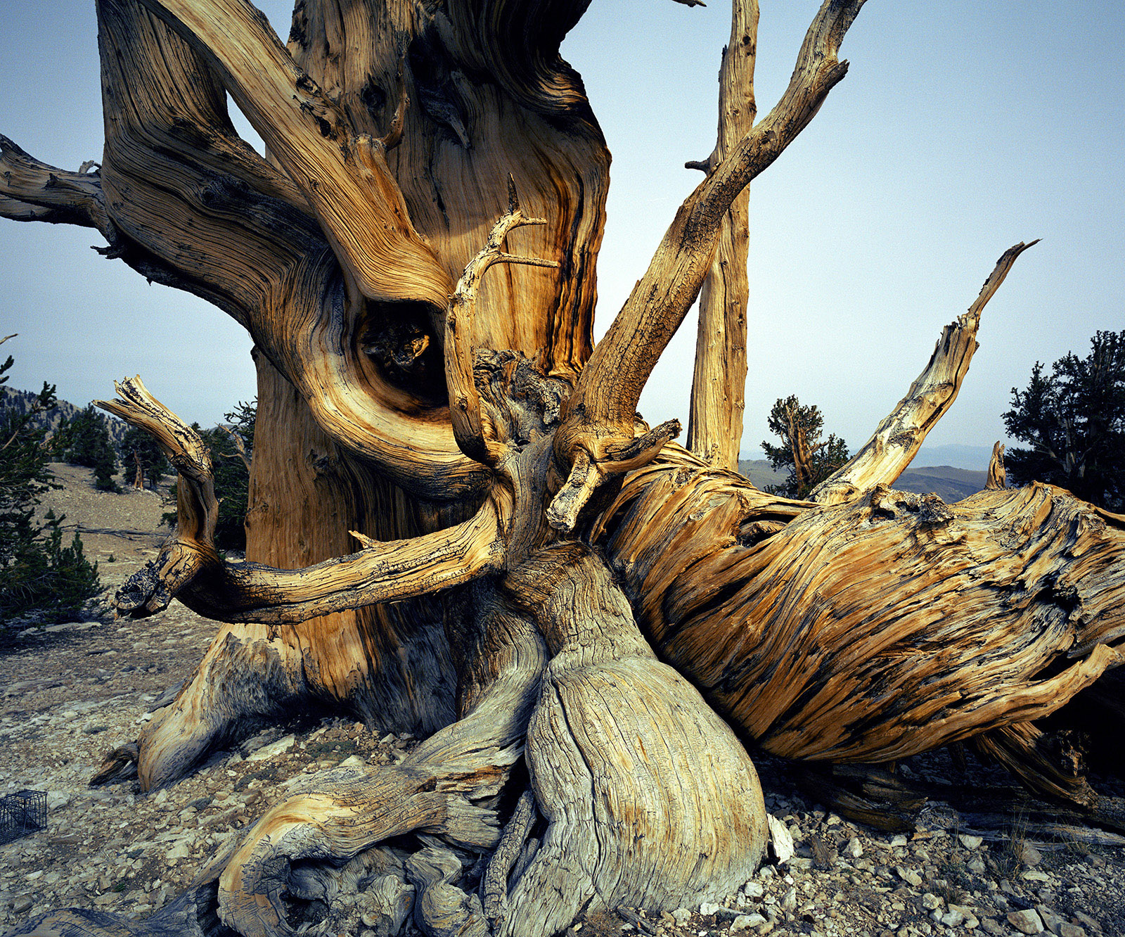 BRISTLECONE PINE, picture 27