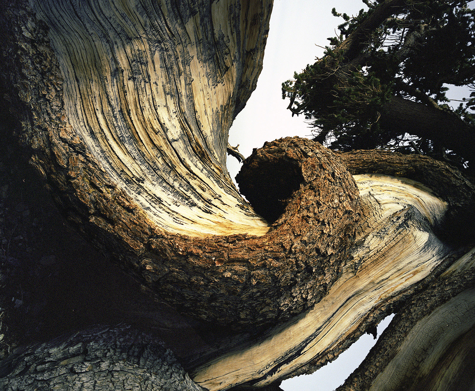 BRISTLECONE PINE, picture 28