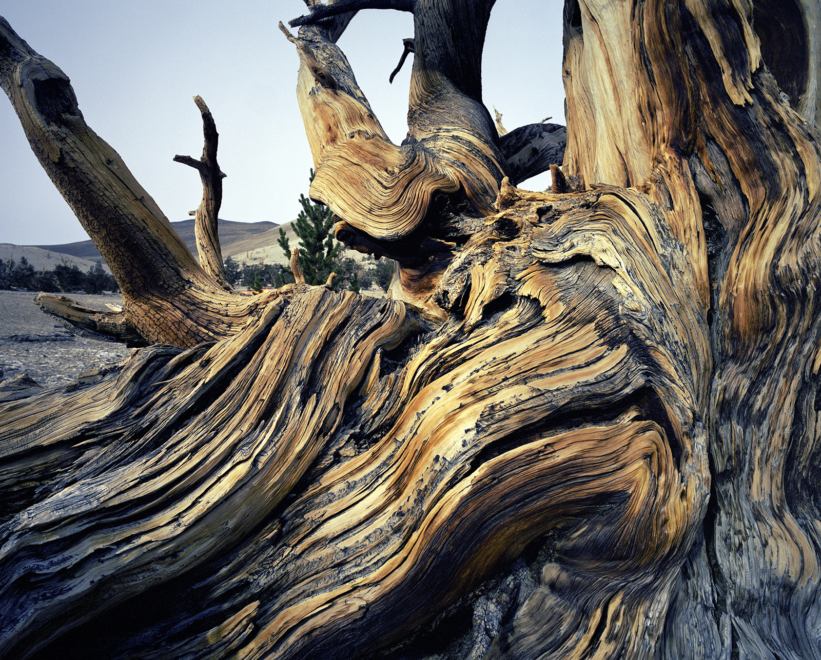 BRISTLECONE PINE, picture 29