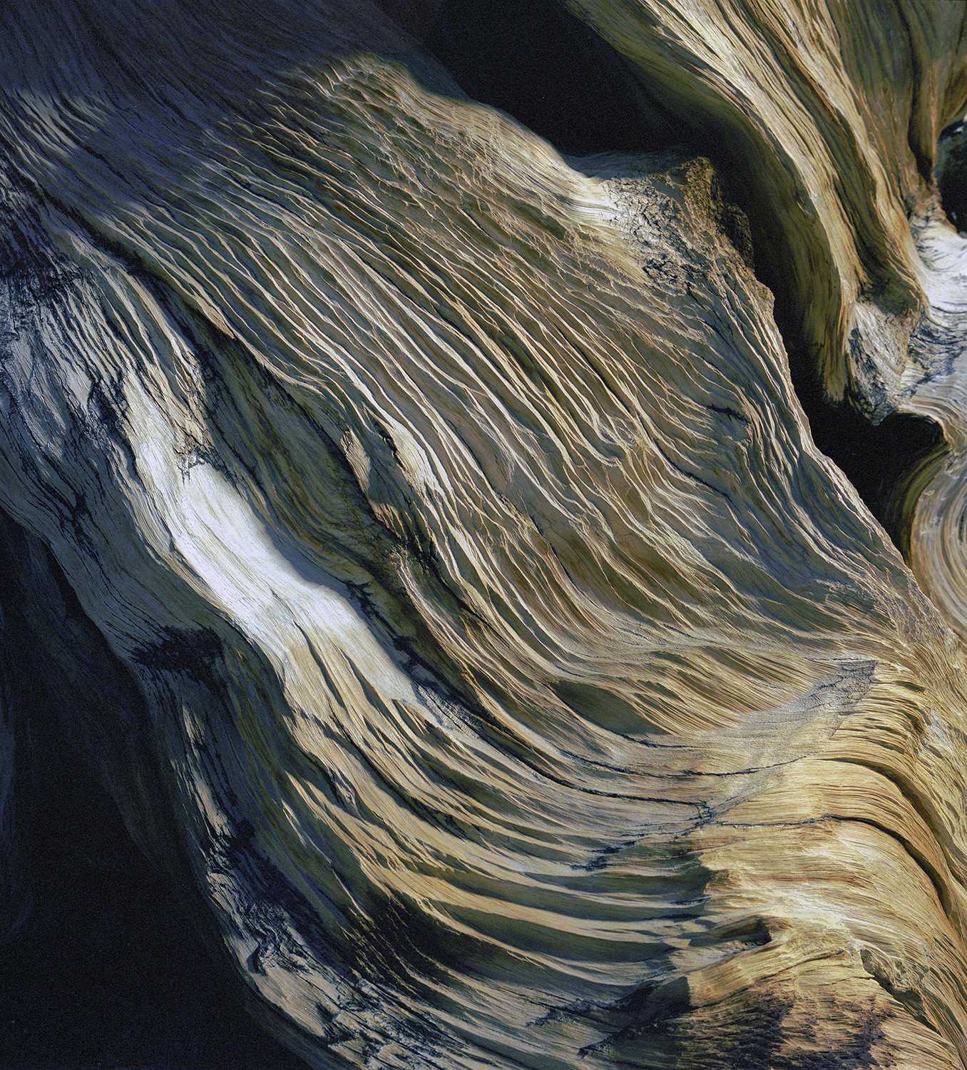 BRISTLECONE PINE, picture 30