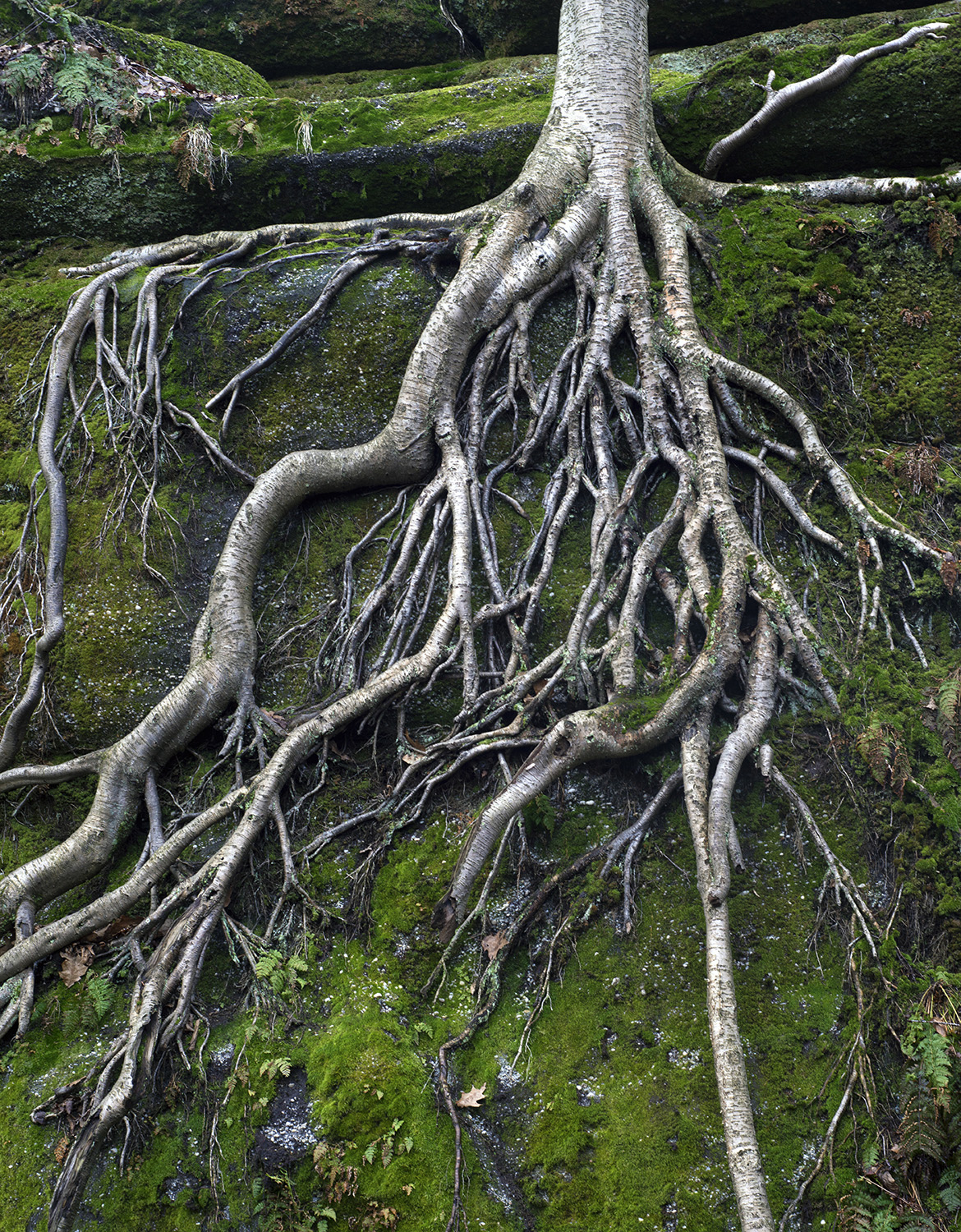 Roots, Nelson's Ledges