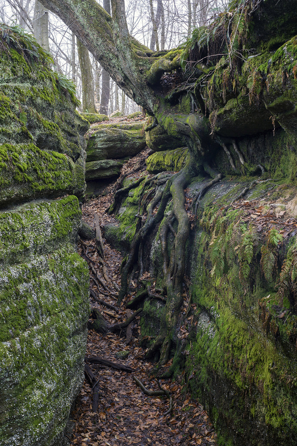 Nelson's Ledges