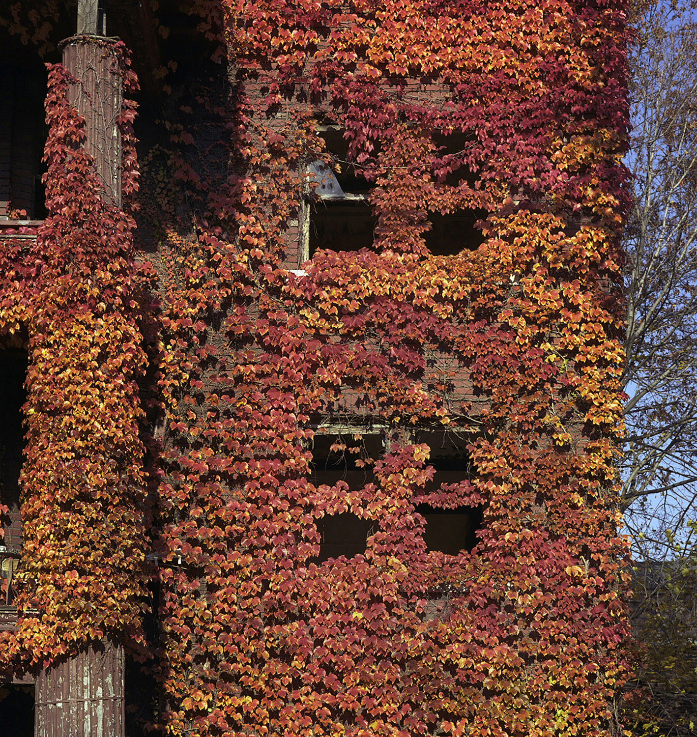 Ivy, Apartment House, Roxford Road, 2007
