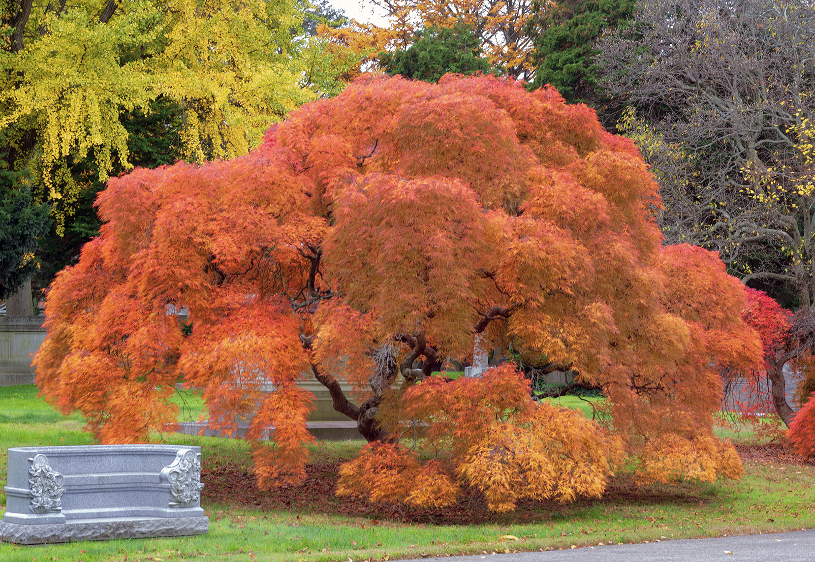 Japanese maple in autumn, Woodlawn Conservancy, Bronx