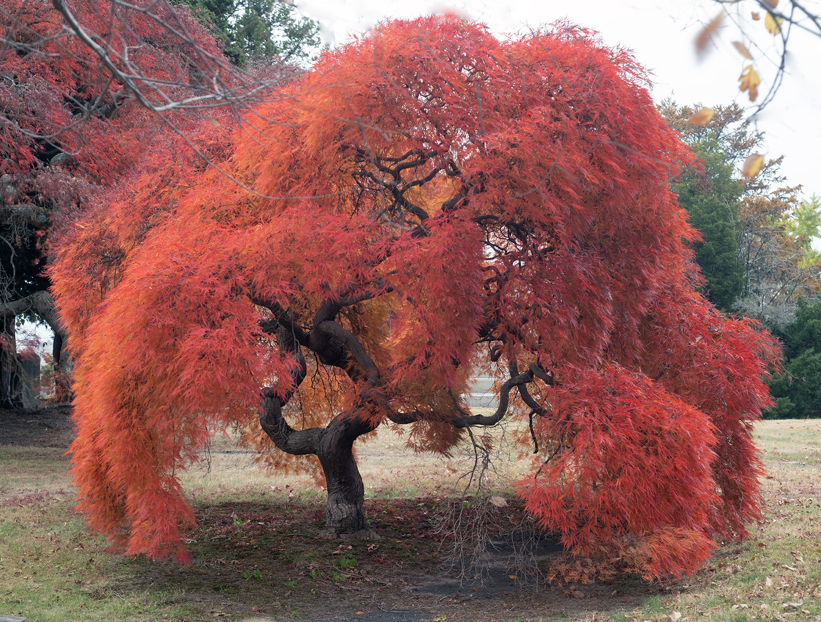 Japanese maple in autumn, Woodlawn Conservancy, Bronx