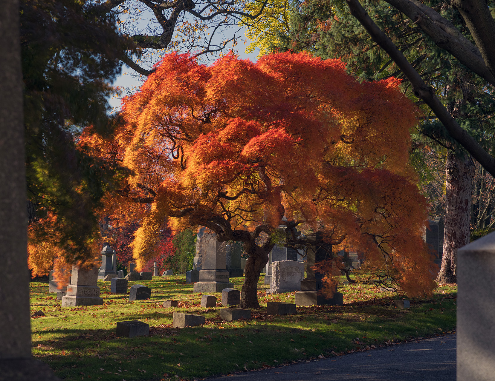 Japanese maple in autumn, Woodlawn Conservancy, Bronx