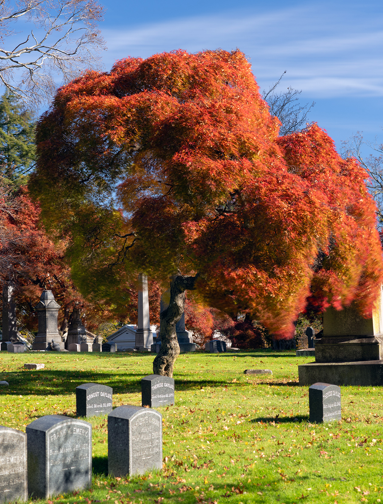 Japanese maple in autumn, Woodlawn Conservancy, Bronx