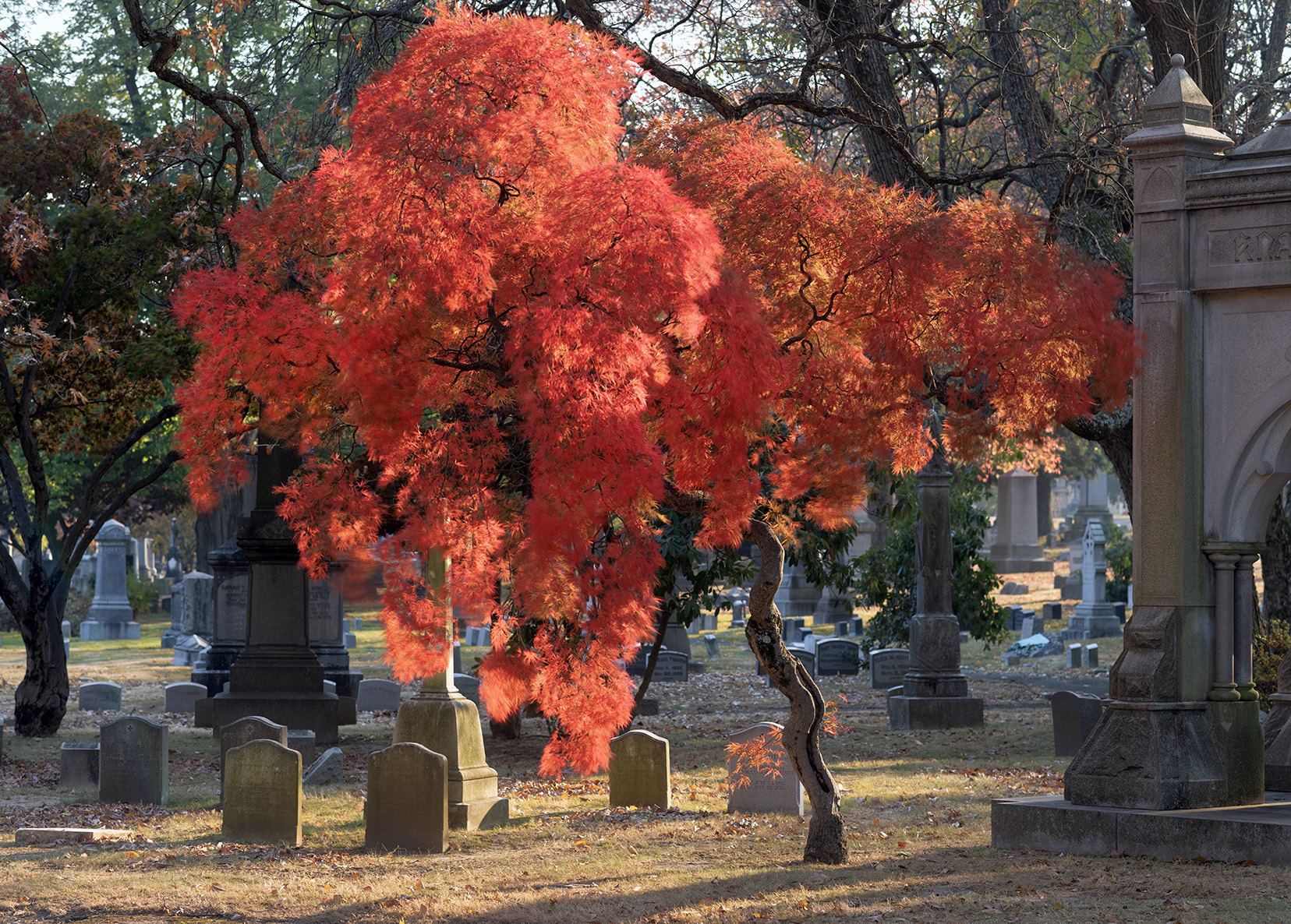 Japanese maple in autumn, Woodlawn Conservancy, Bronx