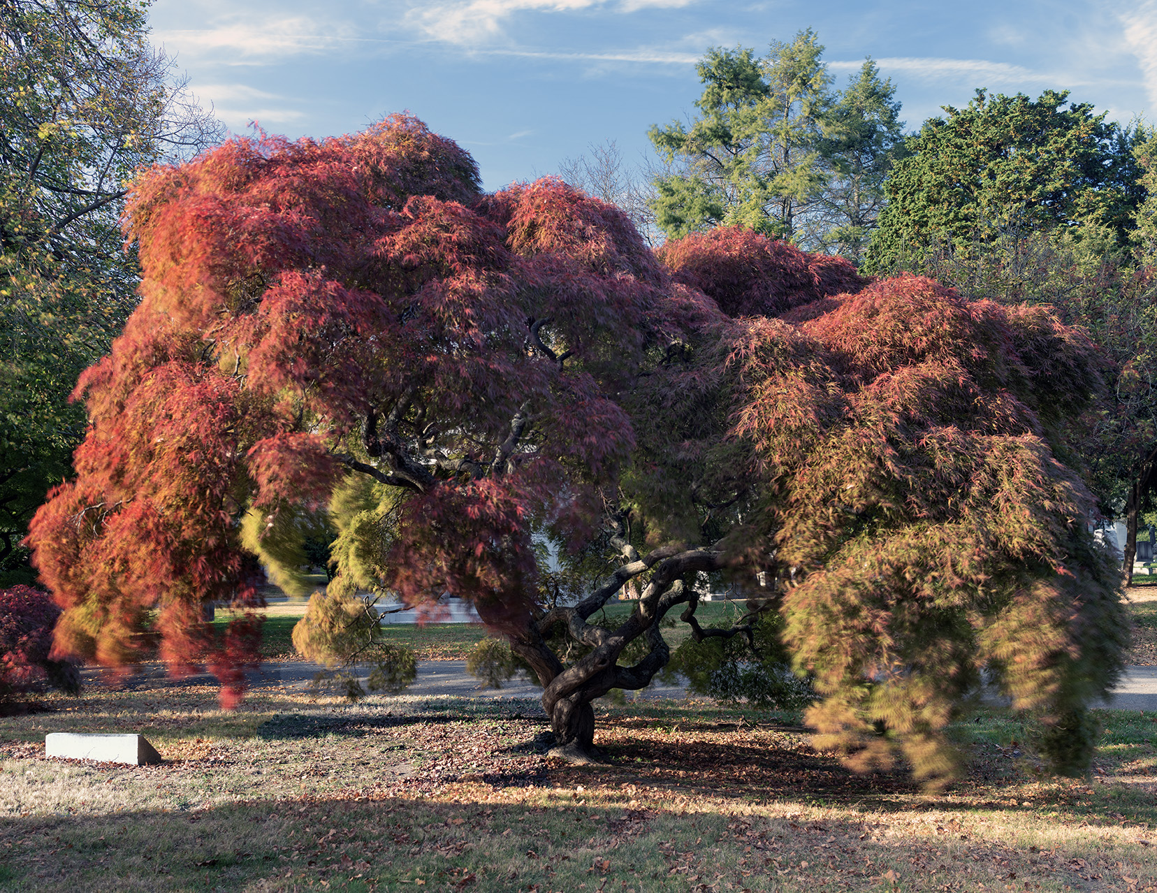 Japanese maple in autumn, Woodlawn Conservancy, Bronx