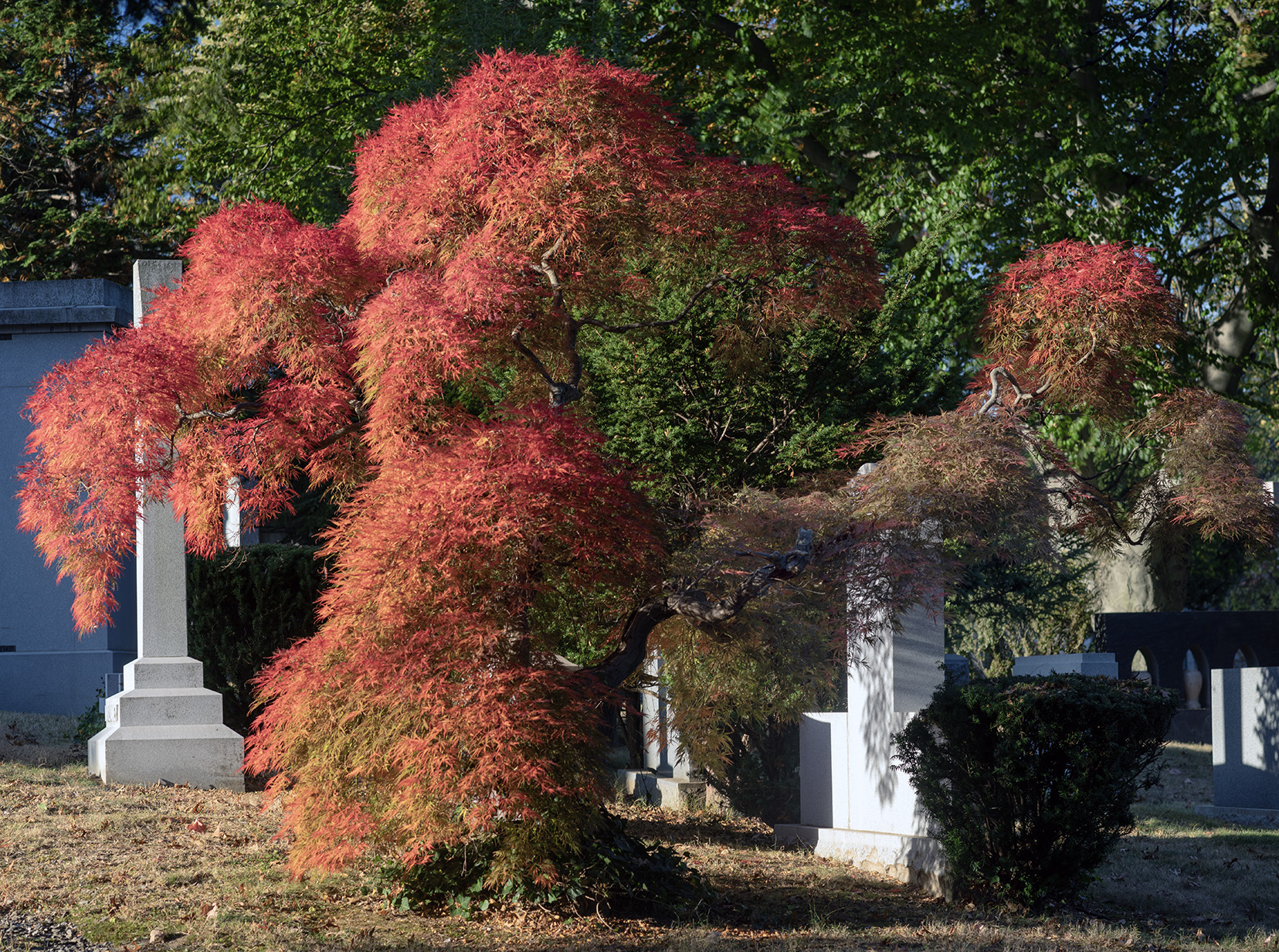 Japanese maple in autumn, Woodlawn Conservancy, Bronx